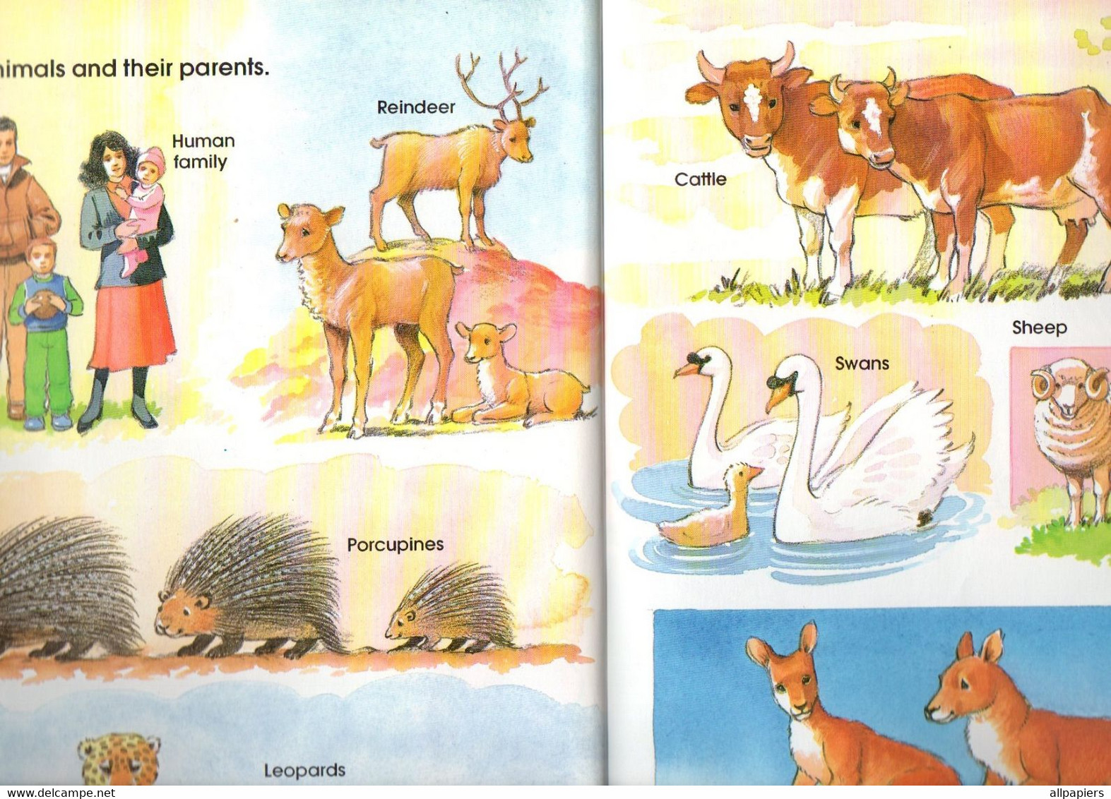 Livre Illustré My First Book Of Animal Babies - A Preschool Fun To Learn Book 1989 - Format : 29.5x21 Cm - Geïllustreerde Boeken