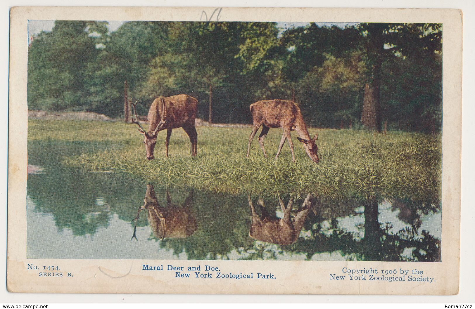 New York Bronx ZOO, USA - Deer - Bronx