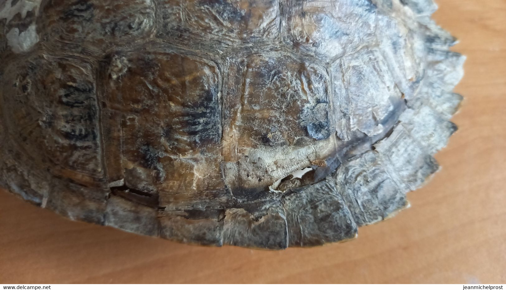 ANCIENNE PETITE CARAPACE DE TORTUE - Andere & Zonder Classificatie