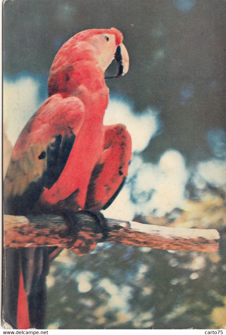 Antilles - British West Indies - Virgin Islands - Parrot - Publicité Médecine Plasmarine - Postmarked 1956 - Isole Vergine Britanniche