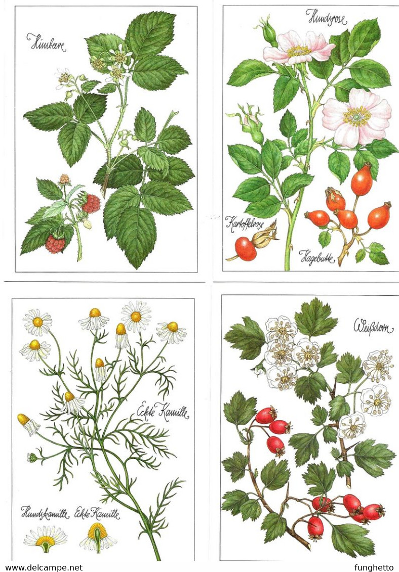 Cofanetto Con 12 Cartoline Tedesche PIANTE MEDICINALI "Pflanzen Helfen Heilen" = "Le Piante Aiutano A Guarire". - Medicinal Plants