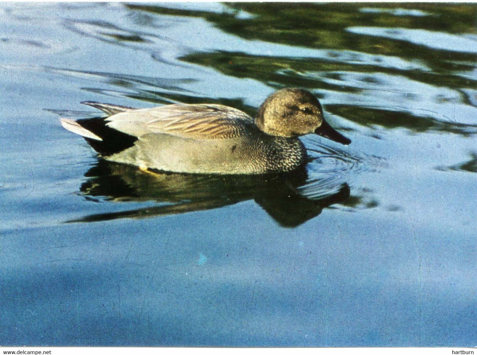 ♥️ Krakeend (Mareca Strepera) Vogelreservaat Het Zwin. Zoute - Knokke (BAK-5,2) - Knokke