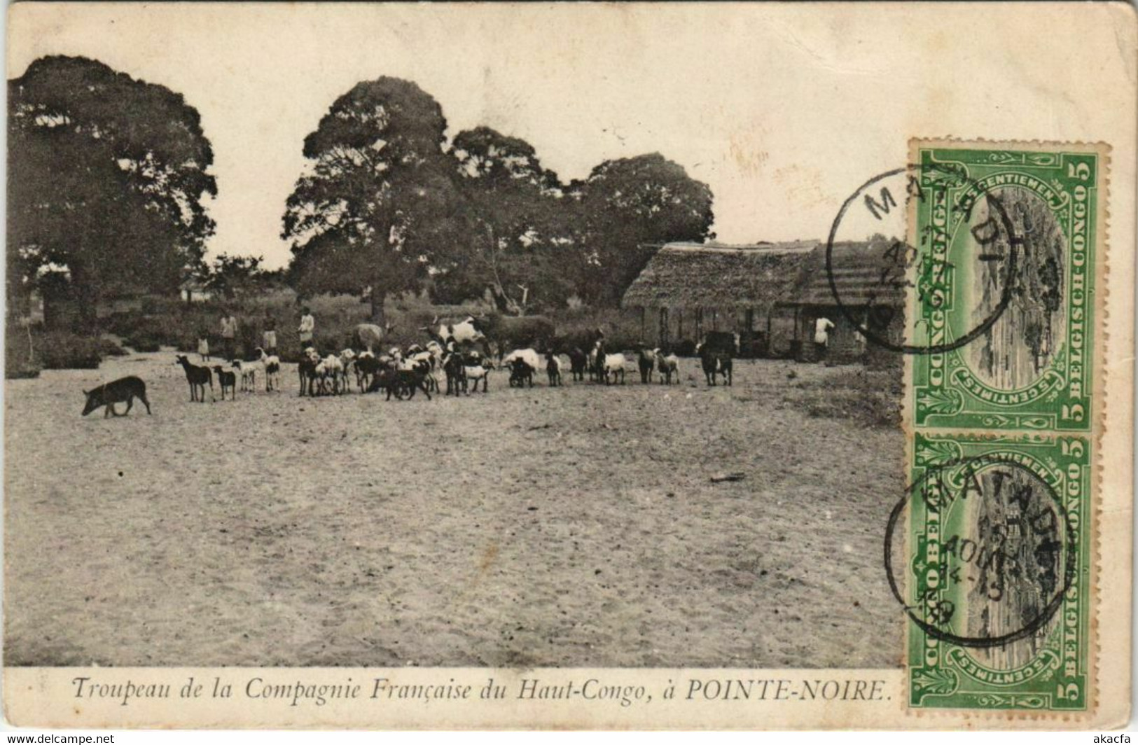 PC POINTE-NOIRE TROUPEAU DE LA CIE FRANCAISE FRENCH CONGO (a22892) - Pointe-Noire