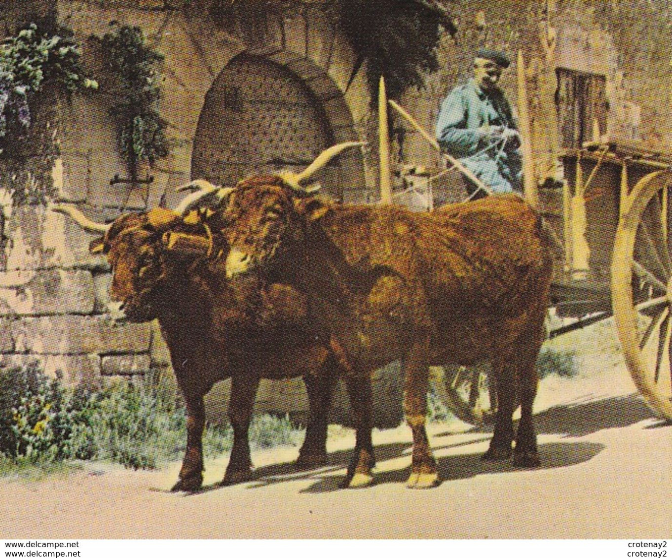 En Périgord N°772 VOIR ZOOM Attelage De Vaches Postée De St Pierre De Chignac En 1977 - Attelages