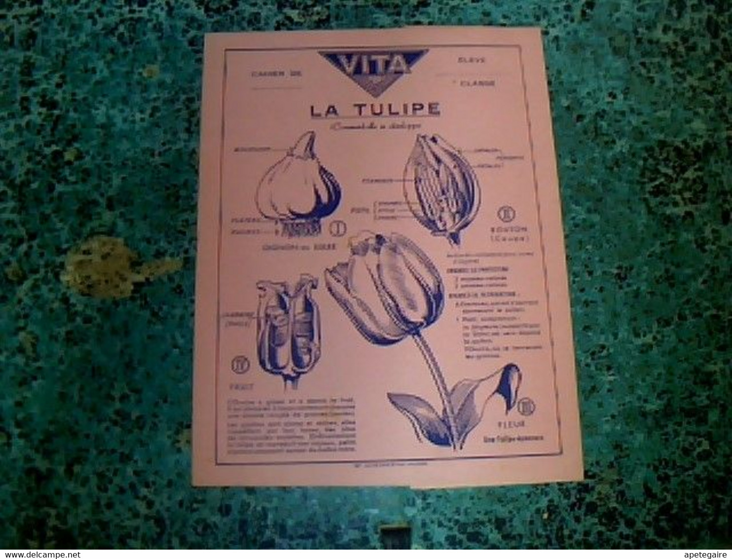 Vieux Papier Protège- Cahier Graines Vita Tulipes - V