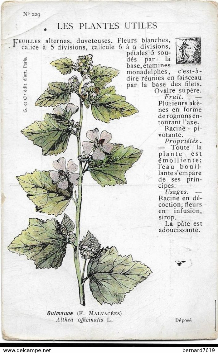 Plantes - Les Plantes Utiles-  Guimauve - Heilpflanzen