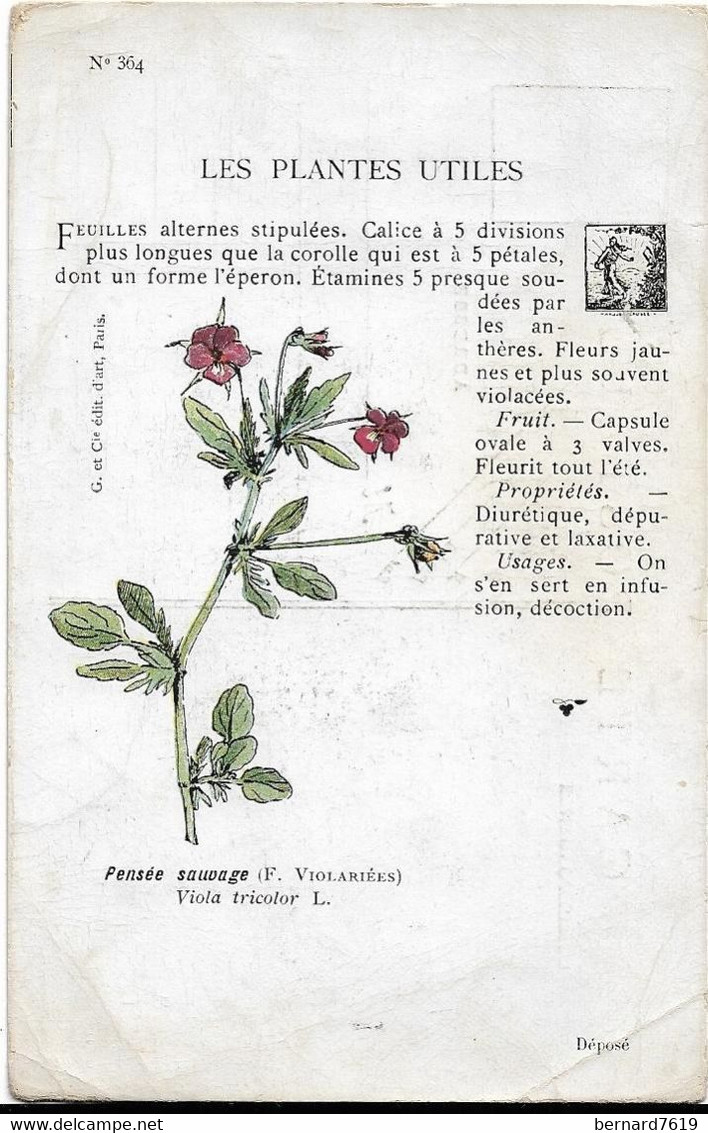 Plantes - Les Plantes Utiles-    Pensee Sauvage - Plantes Médicinales