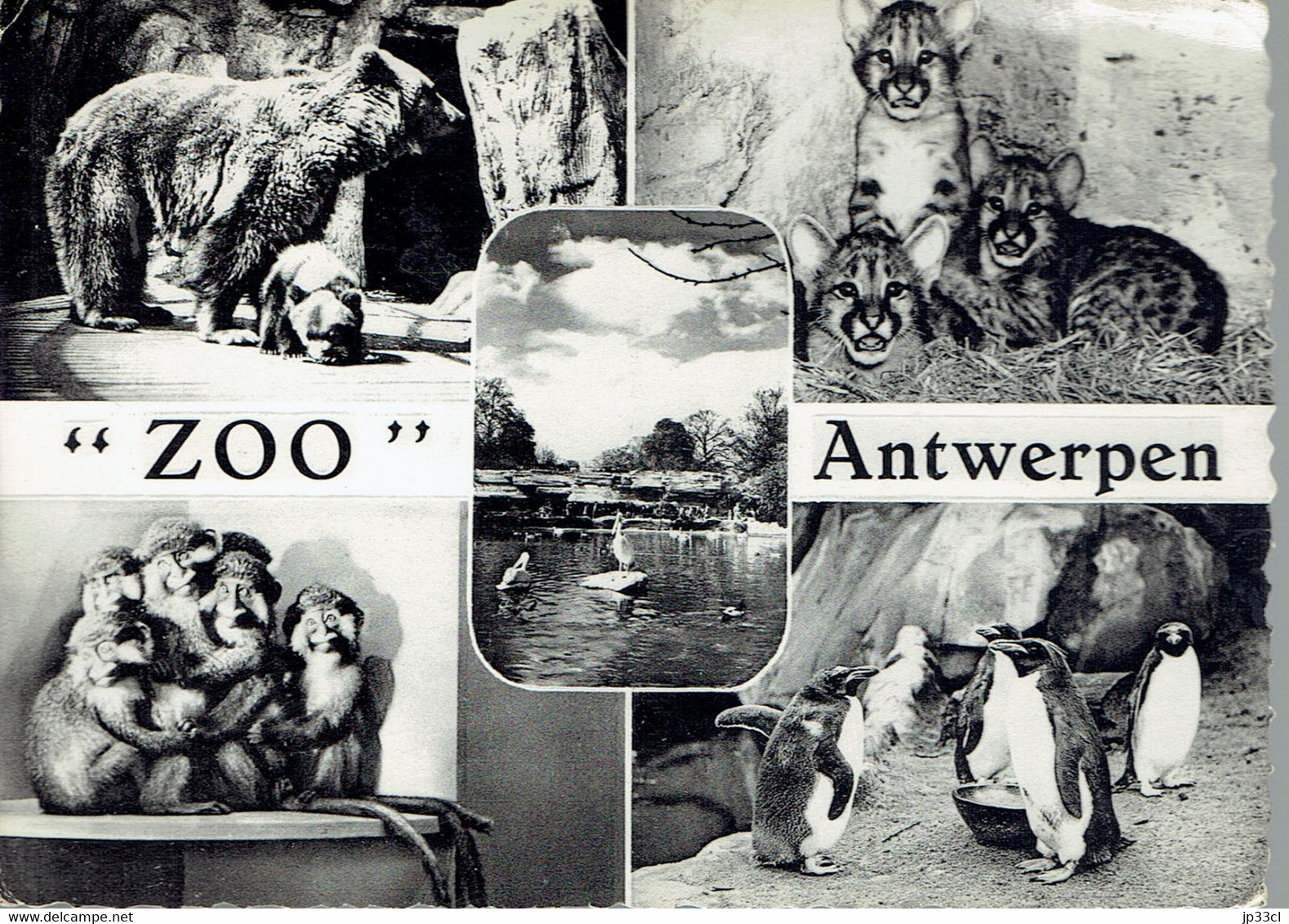 Belle Flamme "Kijk Naar De Televisie" (Regardez La Télévision) Sur CP Multivues Antwerpen Zoo (vers 1960) - Flammes