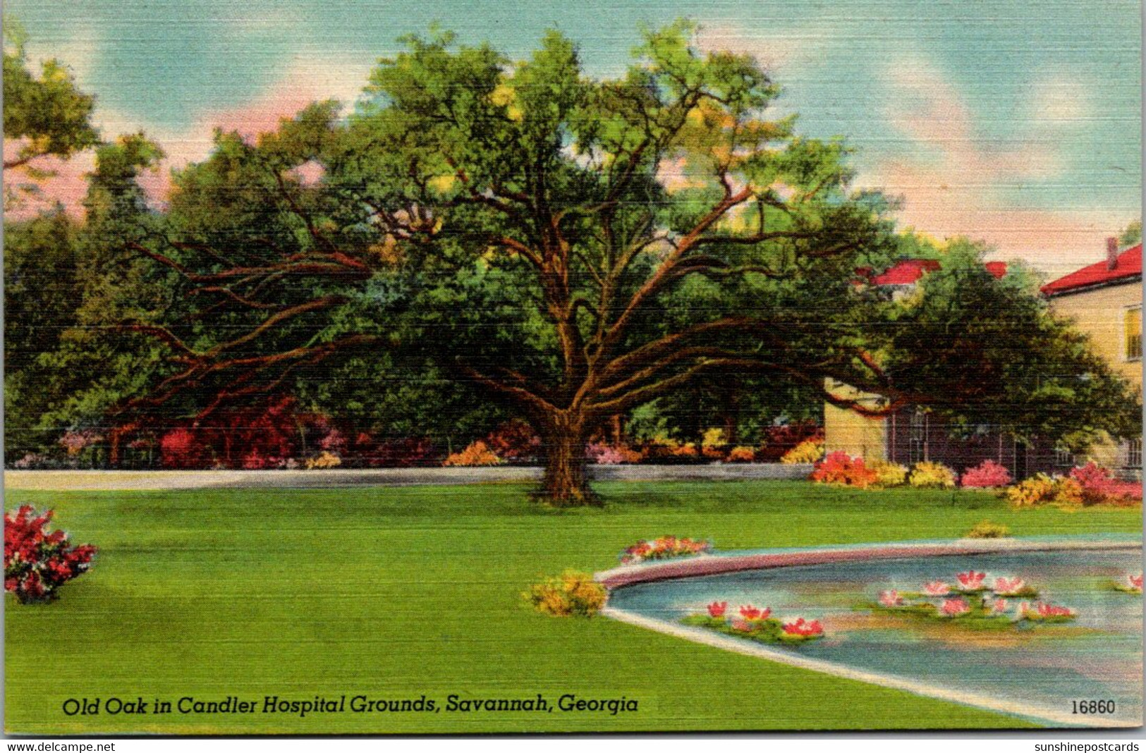 Georgia Savannah Old Oak In Candler Hospital Grounds - Savannah