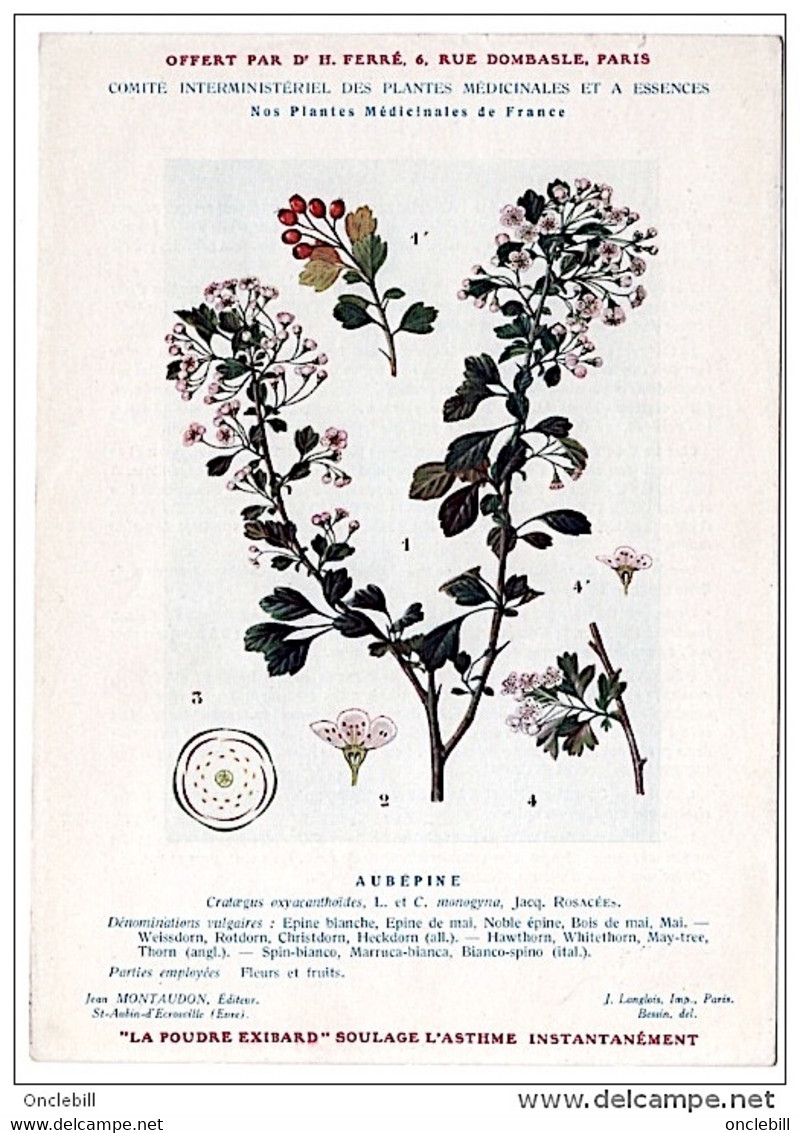 Plantes Médicinales 5 Planches Aubépine Bouleau Cassis... Publicité Exibard 1920 Très Bon état - Piante Medicinali