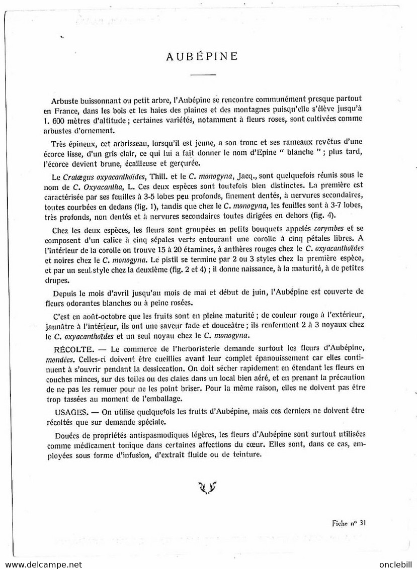 Plantes Médicinales 5 Planches Aubépine Bouleau Cassis... Publicité Exibard 1920 Très Bon état - Geneeskrachtige Planten