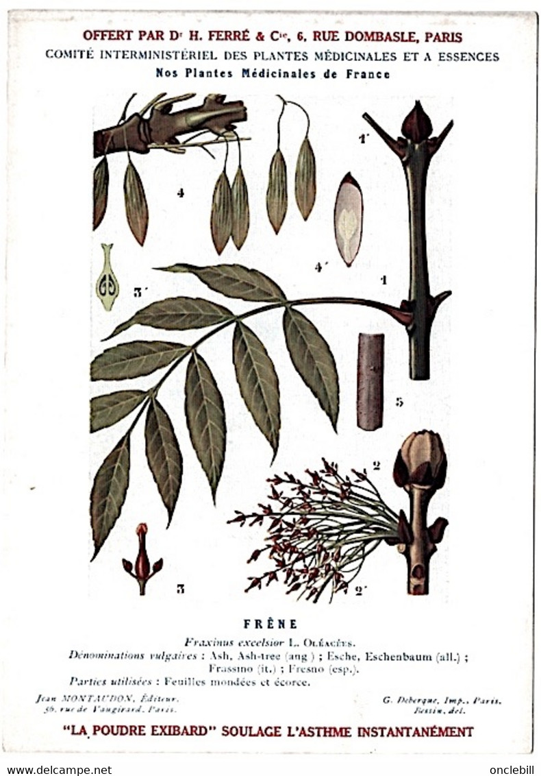 plantes médicinales 5 planches aubépine bouleau cassis... publicité exibard 1920 très bon état