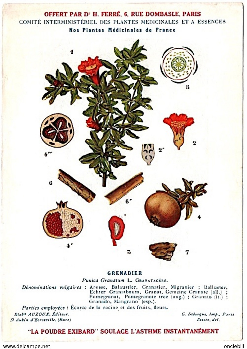 plantes médicinales 5 planches myrtille genévrier mélisse coriandre grenade publicité exibard 1920 TB état