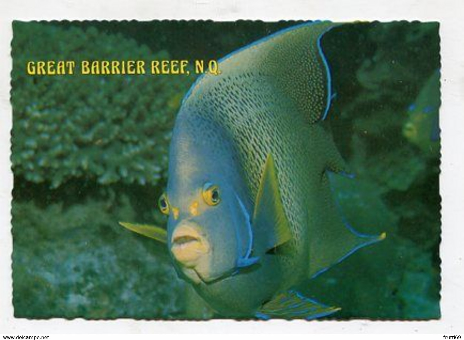 AK 053350 AUSTRALIA - N.Q. - Great Barrier Reef - Blue Angel Fish - Great Barrier Reef