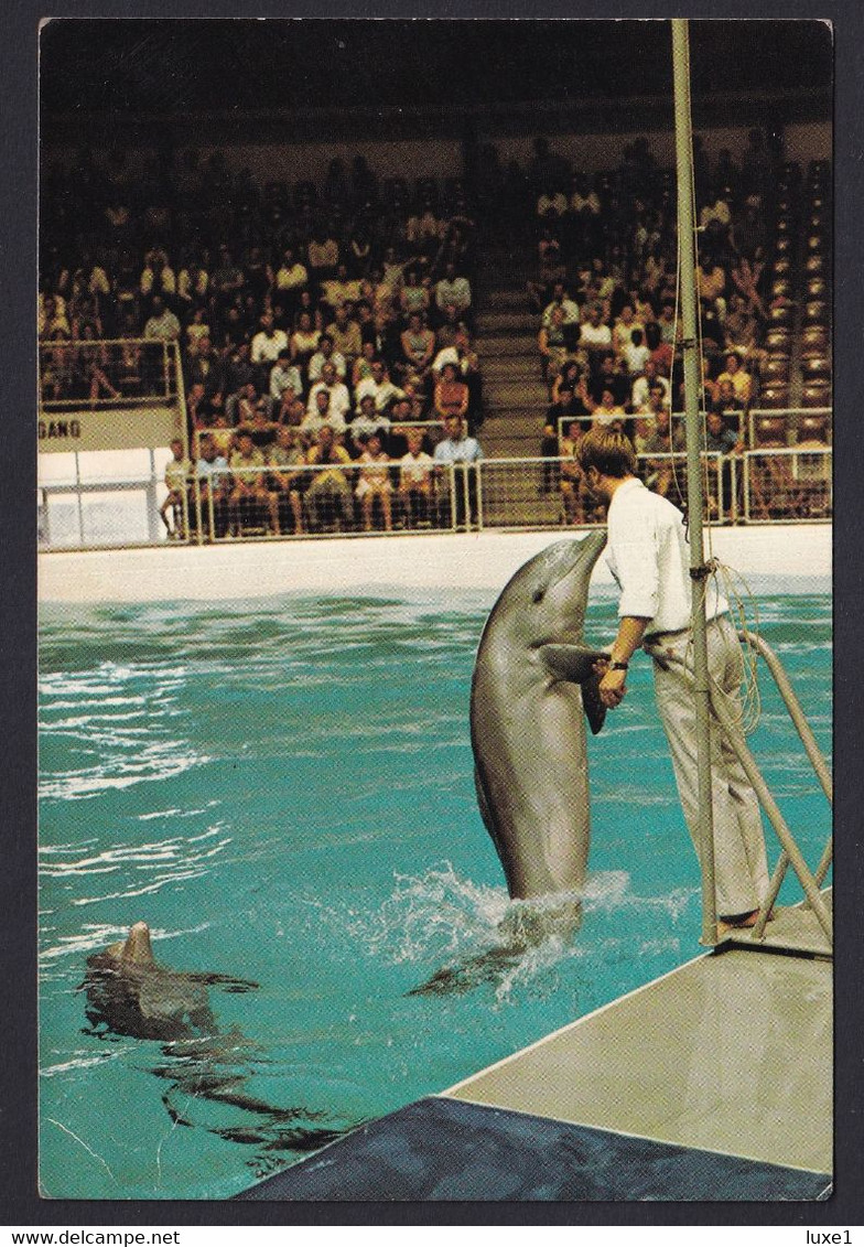 DOLFINARIUM  ,  DOLPHINES ,  OLD  POSTCARD - Dauphins