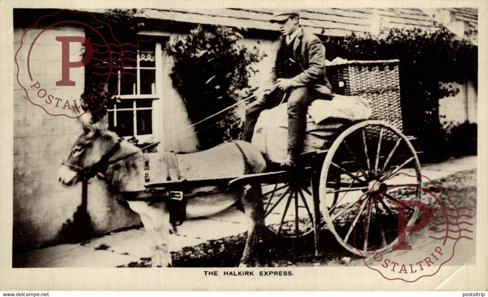 CARTE PHOTO  RPPC THE HALKIRK EXPRESS Caithness SCOTLAND  BURROS ANE DONKEY EZEL BURRO - Caithness