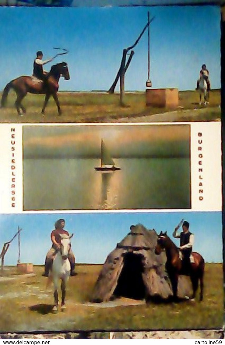 AUSTRIA  Österreich BURGERLAND NEUSIEDLERSEE CAVALLI HORSES VB19777 IQ8659 - Neusiedlerseeorte