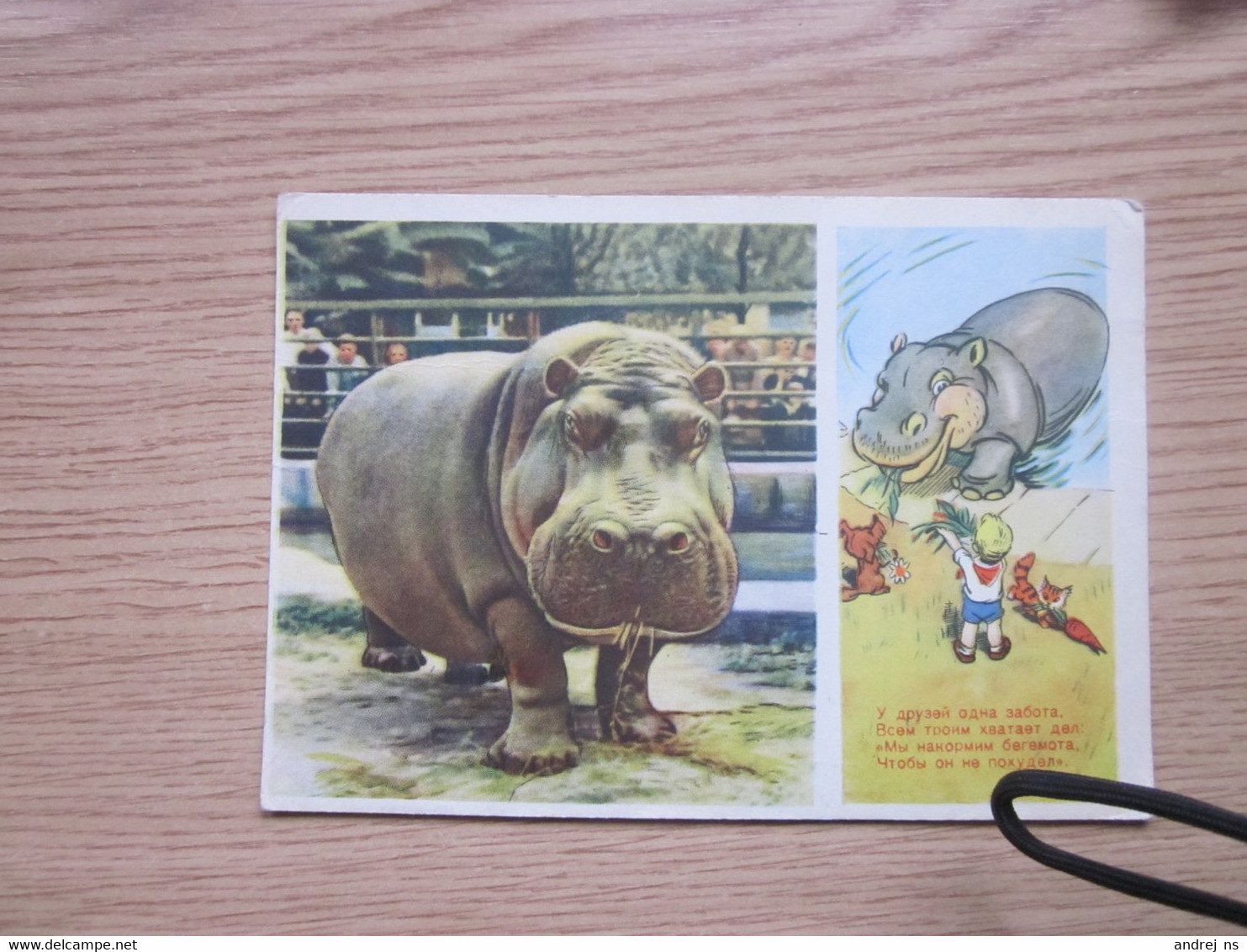 Hippo - Ippopotami