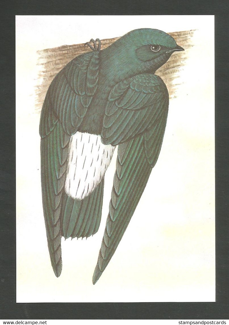 Oiseau Hirondelle Chaetura Thomensis Entier Postale Sao Tome Et Principe Swallow Bird Stationary St Thomas & Principe - Golondrinas
