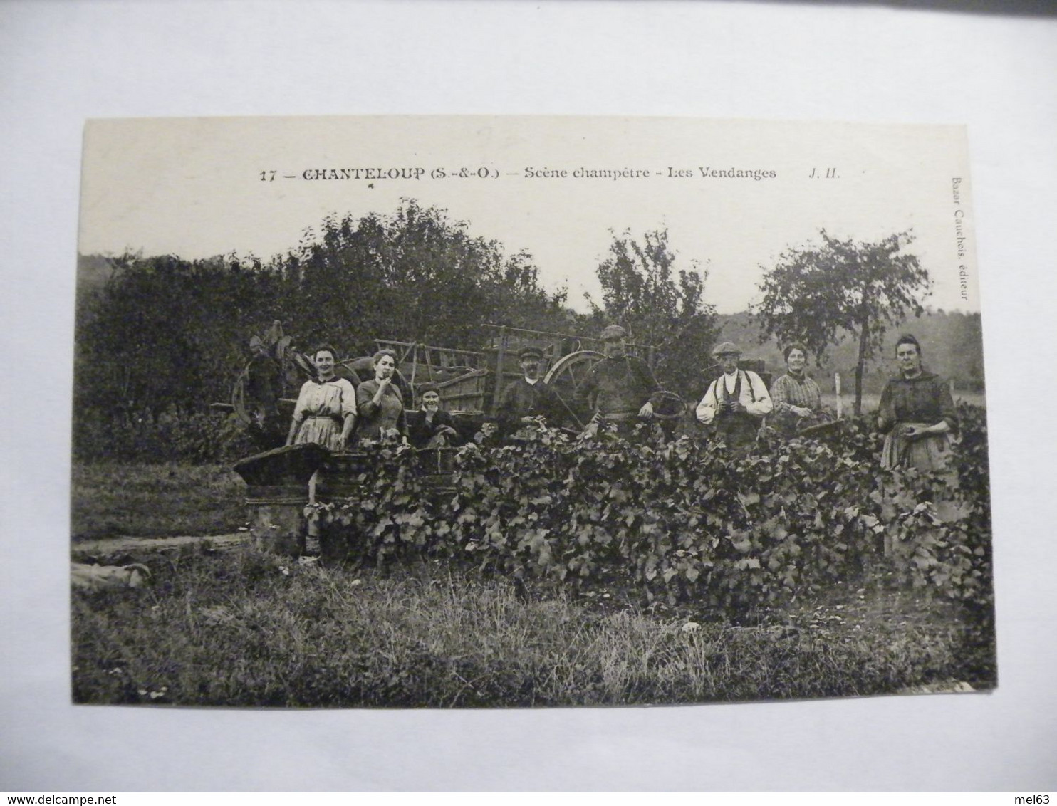 A505  .CPA. 78. CHANTELOUP. (Yvelines). Scène Champetre. Les Vendanges. Beau Plan Animé. Non Ecrite - Chanteloup Les Vignes