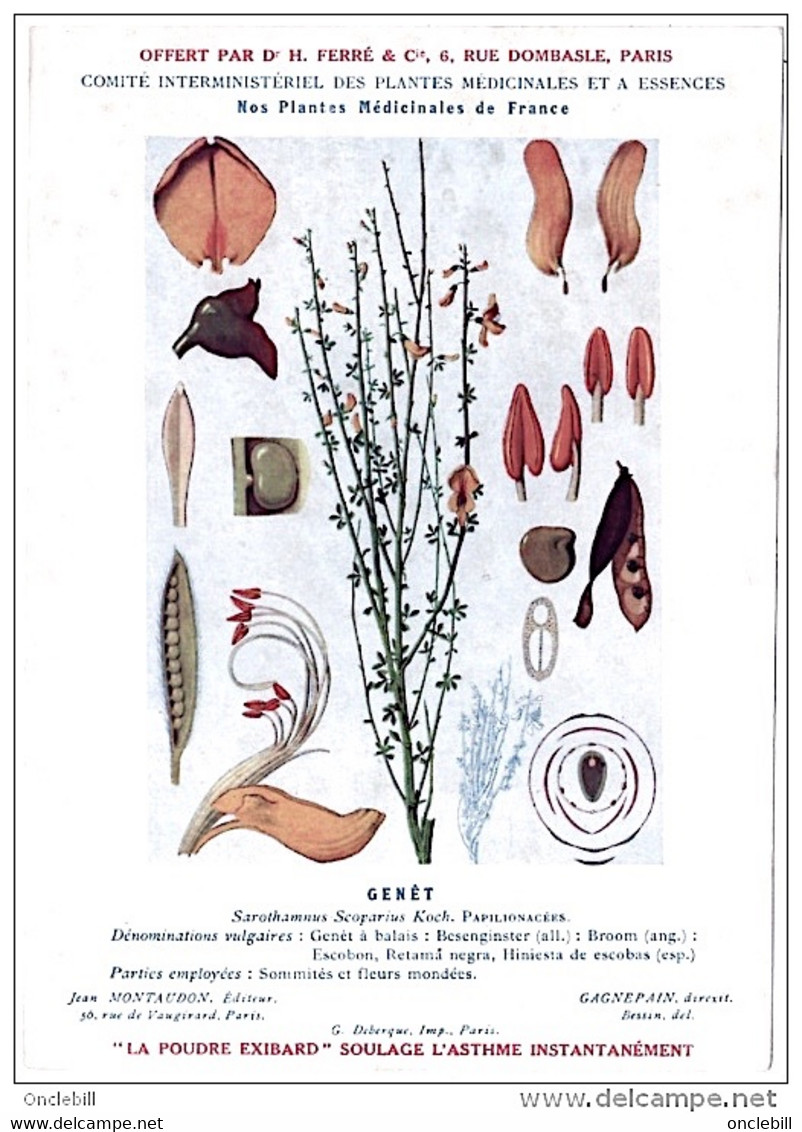 Plantes Médicinales 5 Planches Fumeterre Genet Houblon Bardane Guimauve Publicité Exibard 1920 TB état - Piante Medicinali