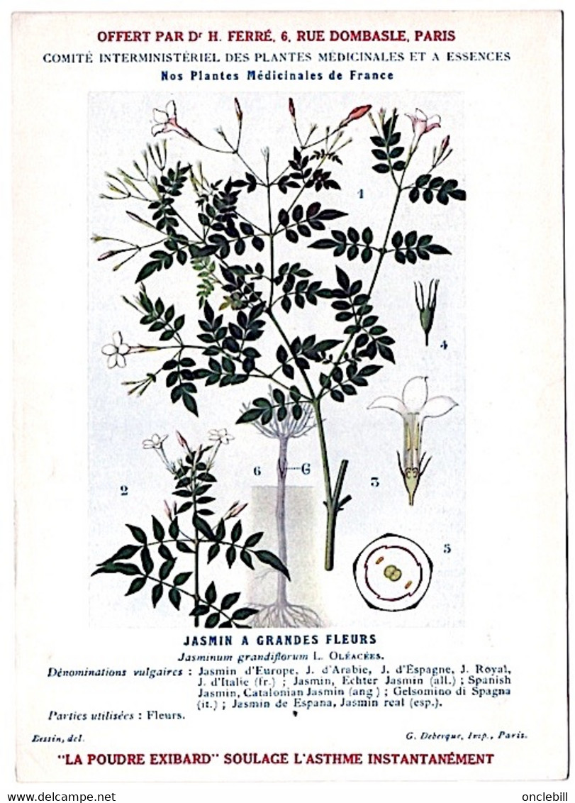 Plantes Médicinales 5 Planches Jasmin Lierre Marronnier Matricaire Menthe Publicité Exibard 1920 TB état - Plantas Medicinales