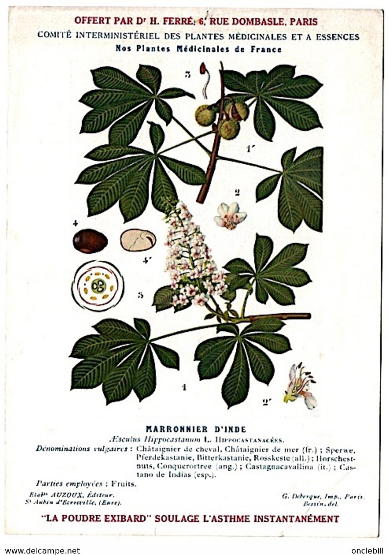 Plantes Médicinales 5 Planches Jasmin Lierre Marronnier Matricaire Menthe Publicité Exibard 1920 TB état - Heilpflanzen