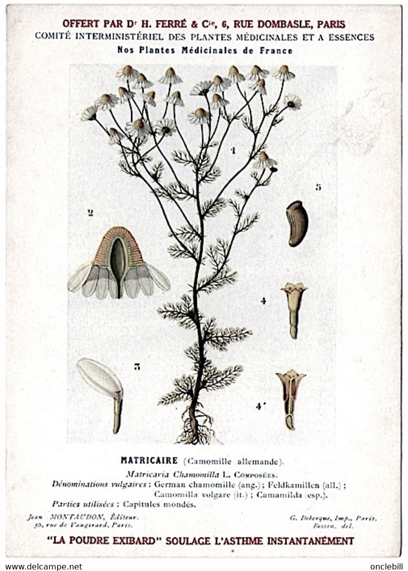 plantes médicinales 5 planches jasmin lierre marronnier matricaire menthe publicité exibard 1920 TB état