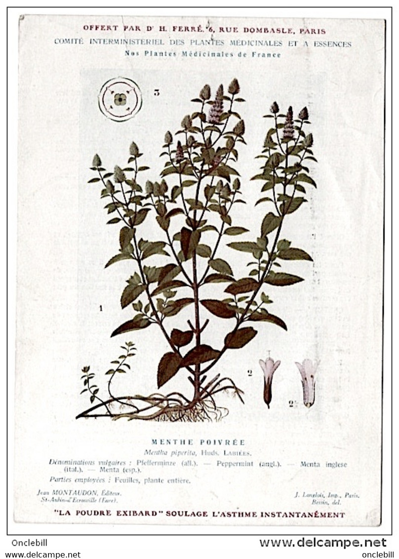 plantes médicinales 5 planches jasmin lierre marronnier matricaire menthe publicité exibard 1920 TB état