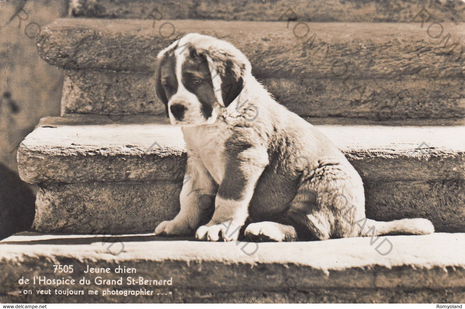 CARTOLINA  BOURG SAINT PIERRE,VALAIS,SVIZZERA,JEUNE CHIEN DE L"HOSPICE DU GRAND ST-BERNARD,BOLLO STACCATO,VIAGGIATA - Bourg-Saint-Pierre 