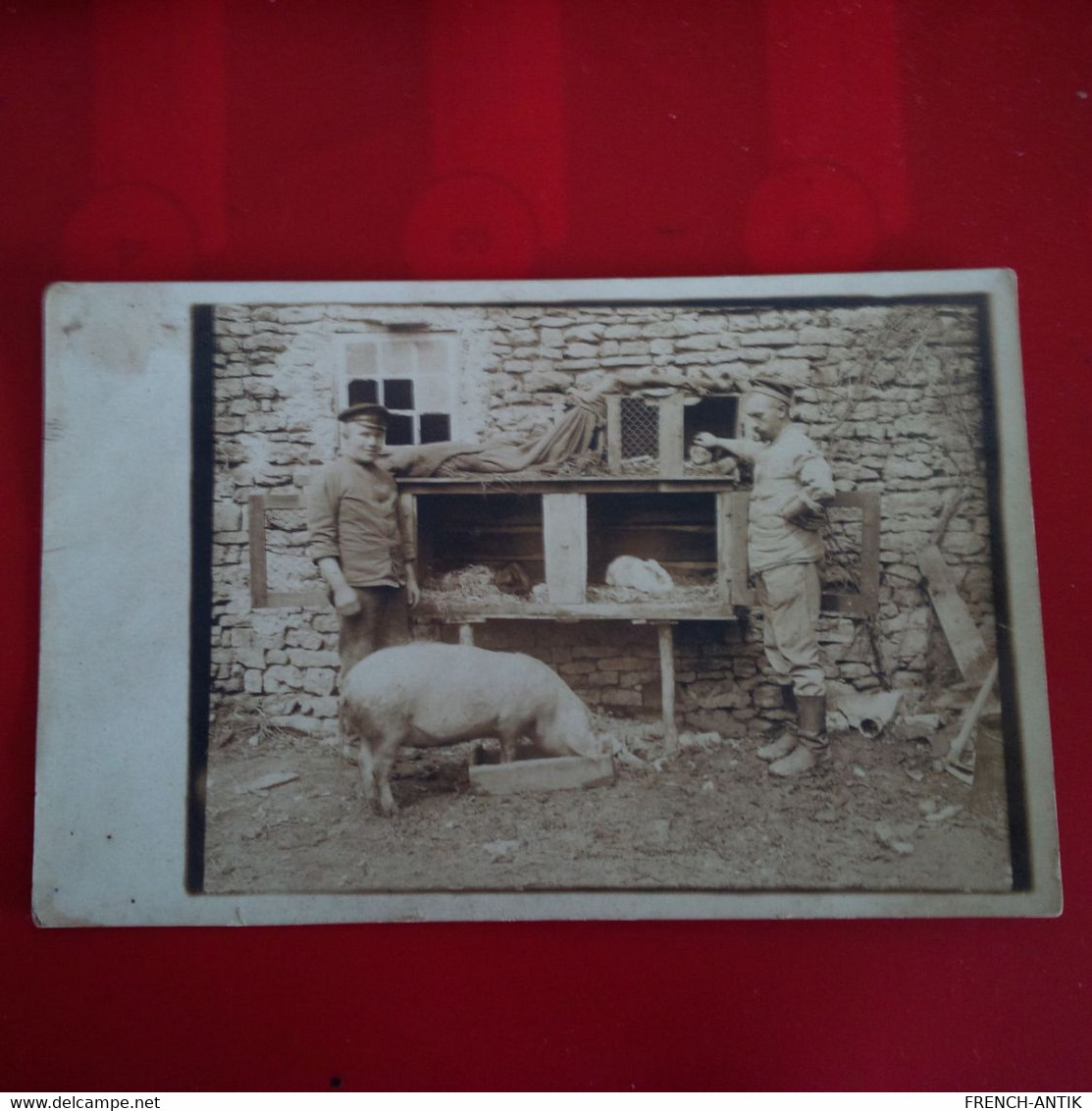 CARTE PHOTO COCHON FERME LAPIN SOLDAT - Pigs