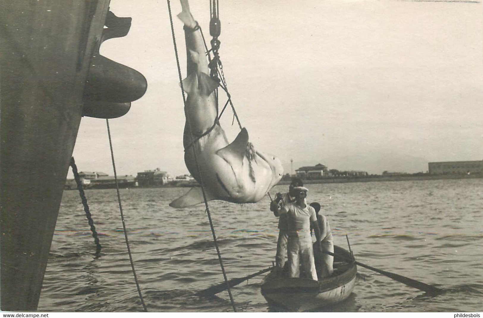 CARTE PHOTO (lot De 2 ) PECHE AU REQUIN ( A Localiser ) - Pêche