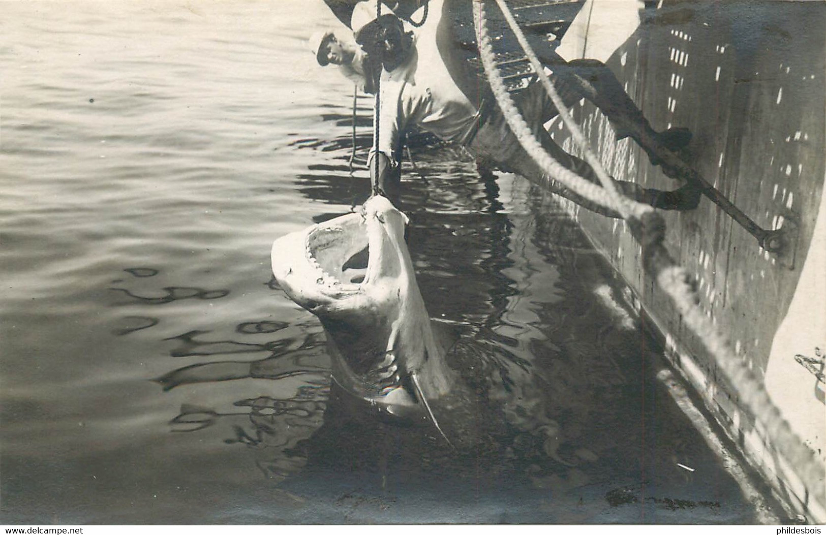 CARTE PHOTO (lot De 2 ) PECHE AU REQUIN ( A Localiser ) - Pêche