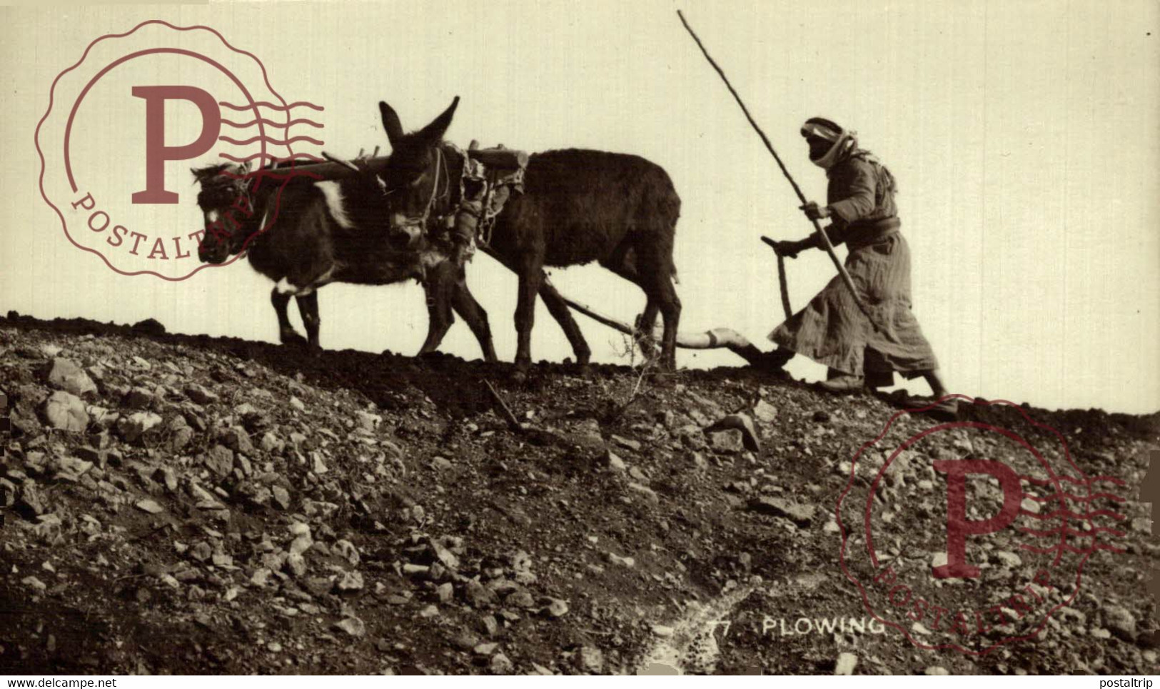 RPPC CARTE PHOTO     PLOWING  AMERICAN COLONY    BURROS ANE DONKEY EZEL BURRO - Attelages