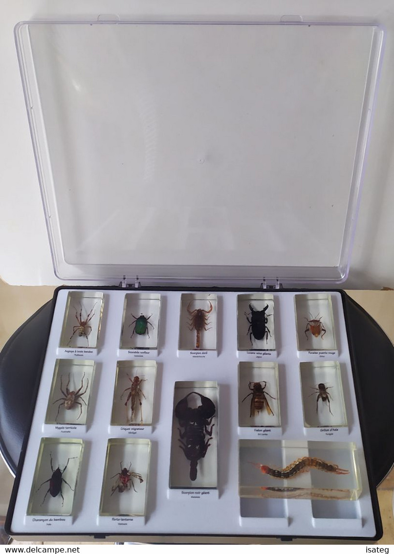 Boîte De 13 Inclusions D'insectes En Résine Editions Fabbri - Autres & Non Classés