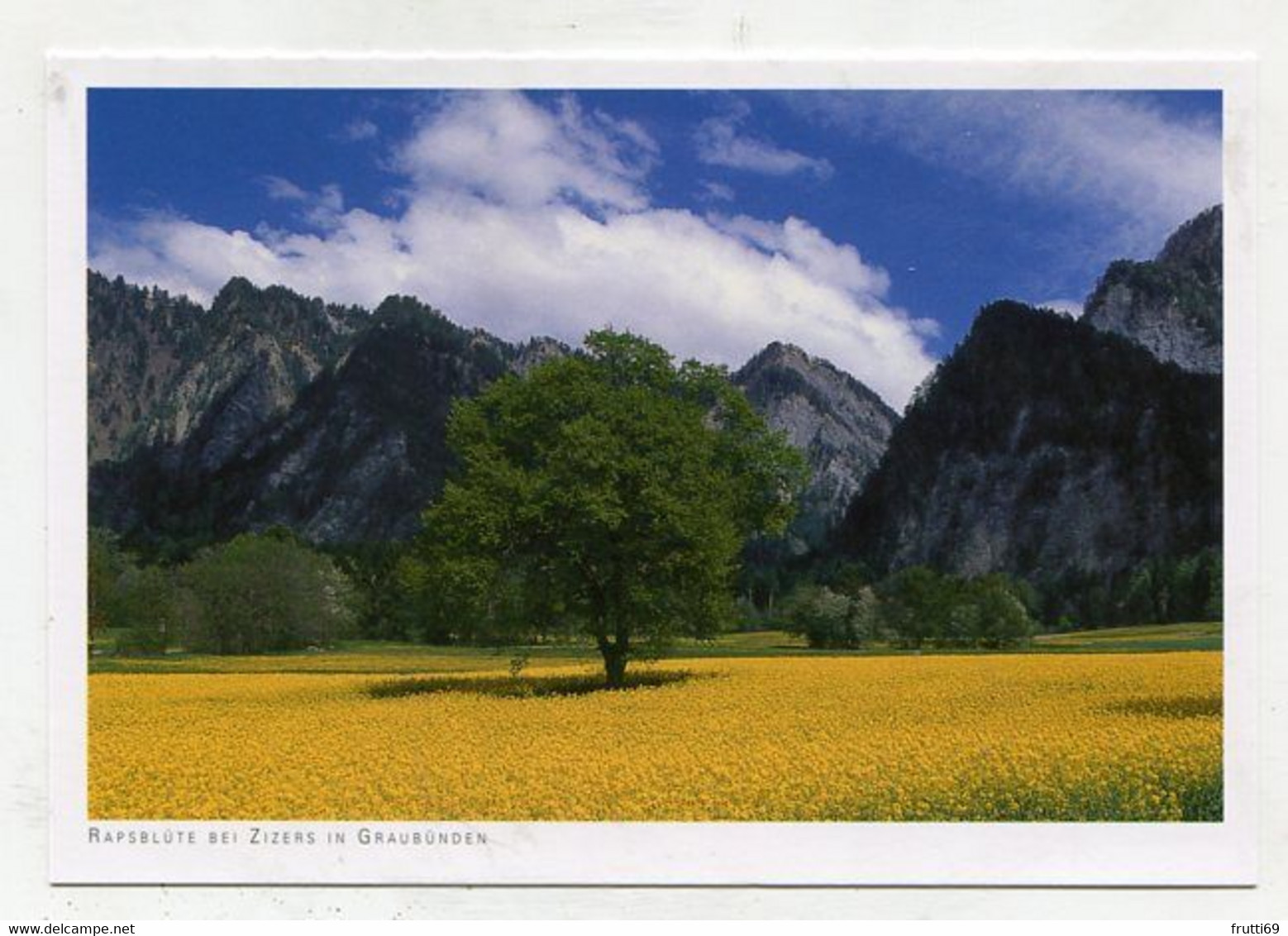 AK 054599 SWITZERLAND - Rapsblüte Bei Zizers - Zizers