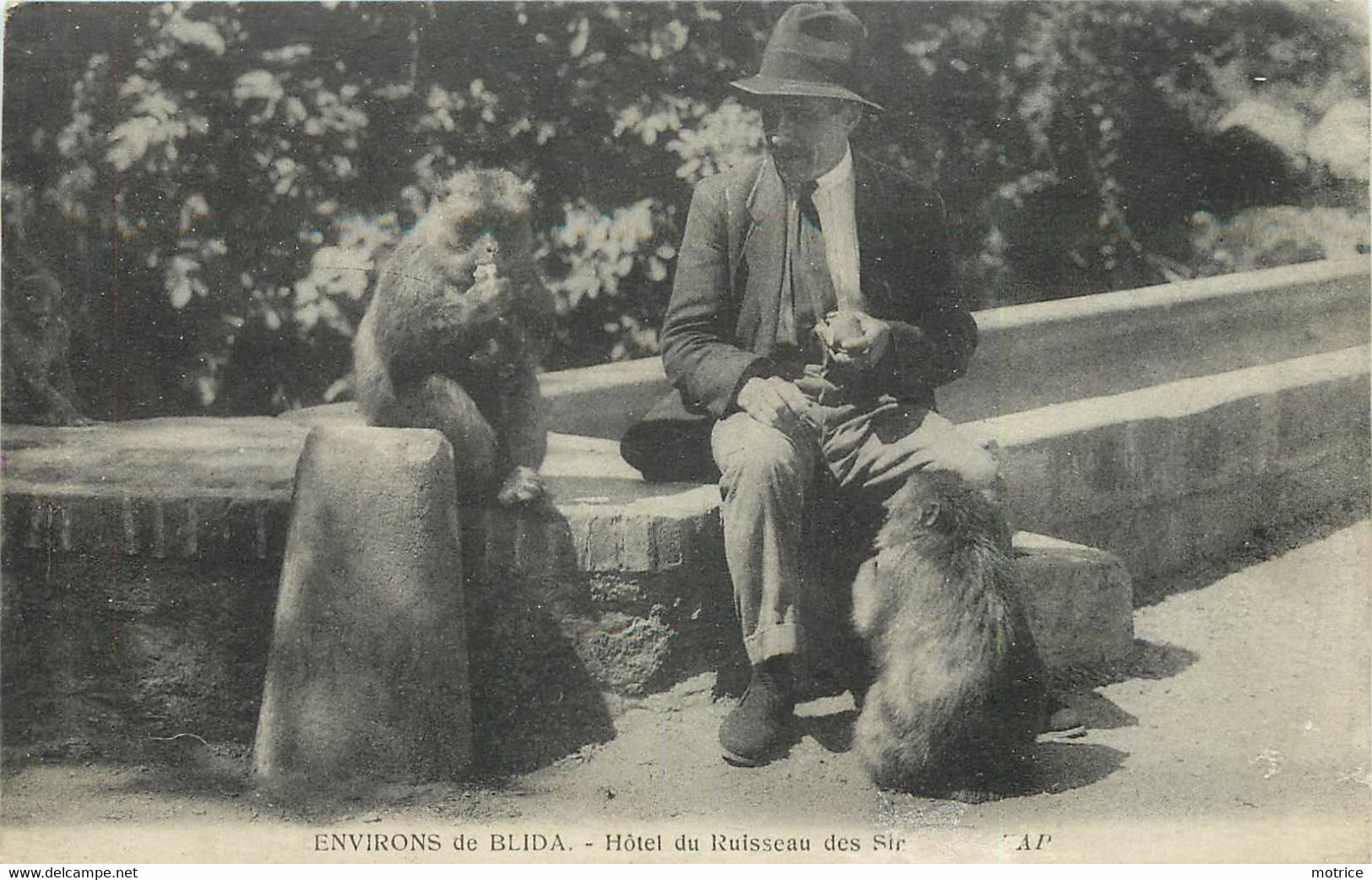 ENVIRONS DE BLIDA - Hôtel Du Ruisseau Des Singes.(lot De Deux Cartes). - Blida