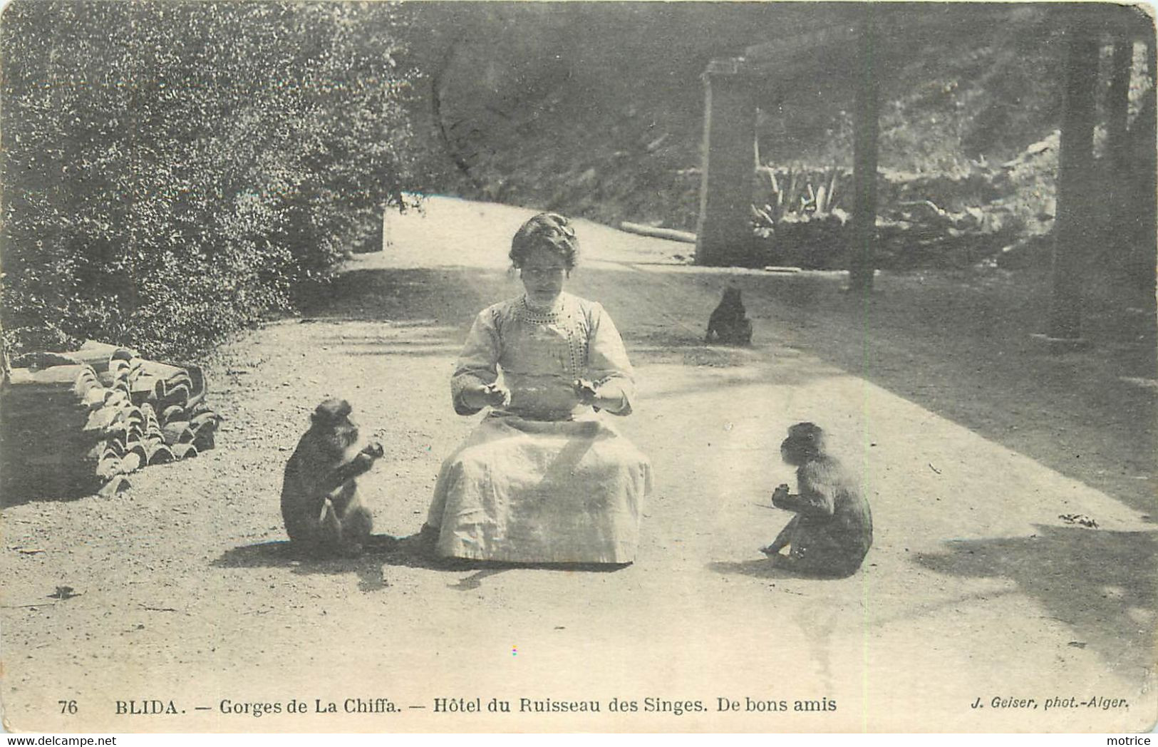 ENVIRONS DE BLIDA - Hôtel Du Ruisseau Des Singes.(lot De Deux Cartes). - Blida