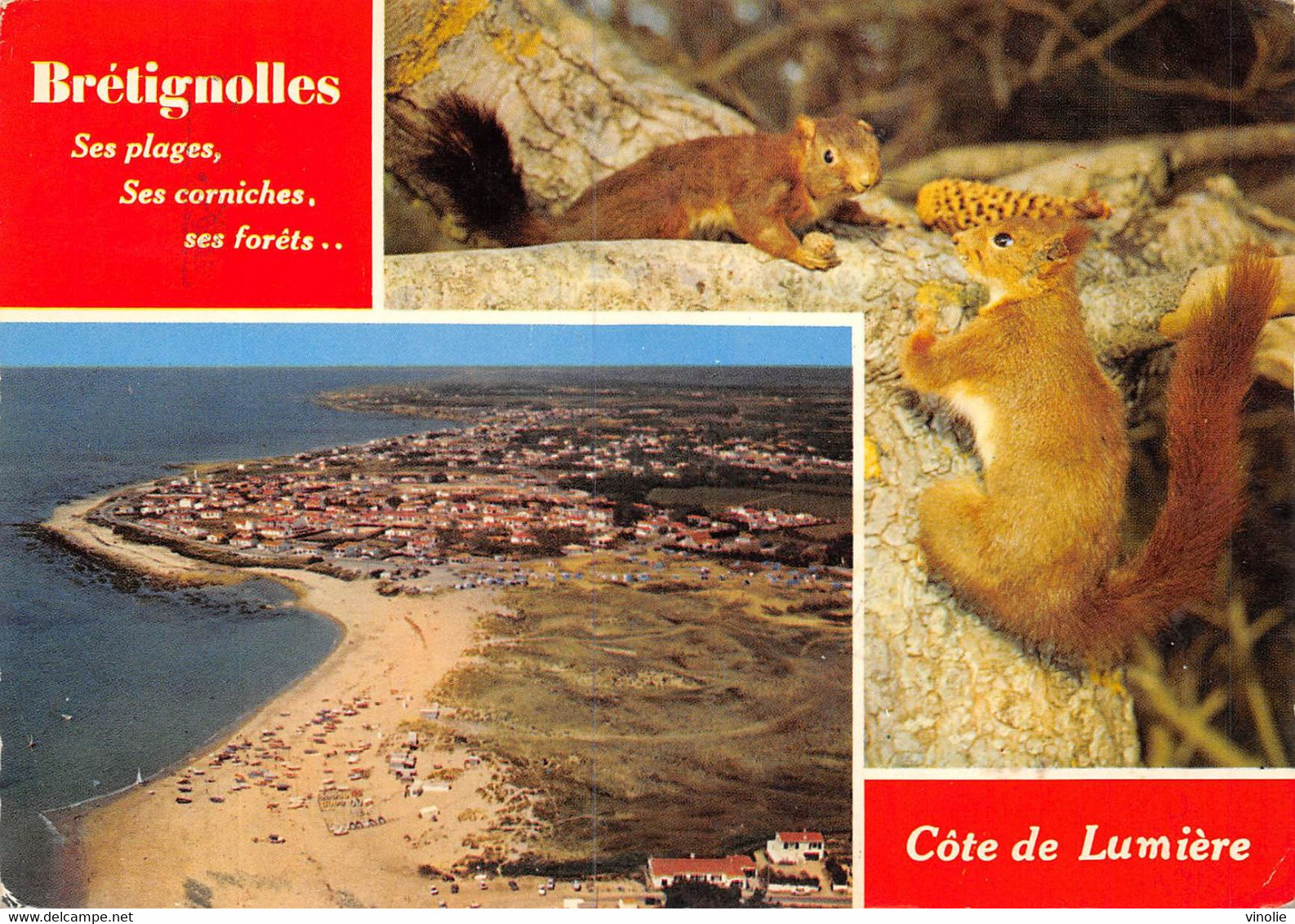 PIE-22-T-PL : 3574 : BRETIGNOLLES. ECUREUIL - Bretignolles Sur Mer