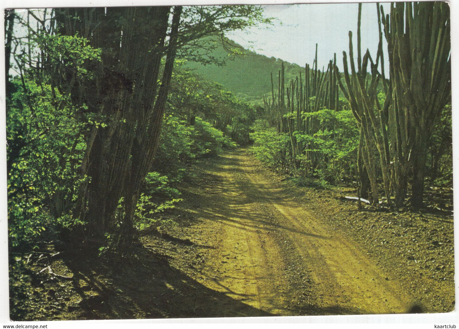 Bonaire, Netherlands Antilles. - National Park 'Washington / Slagbaai' - Highest Hill 'Brandaris' - Bonaire