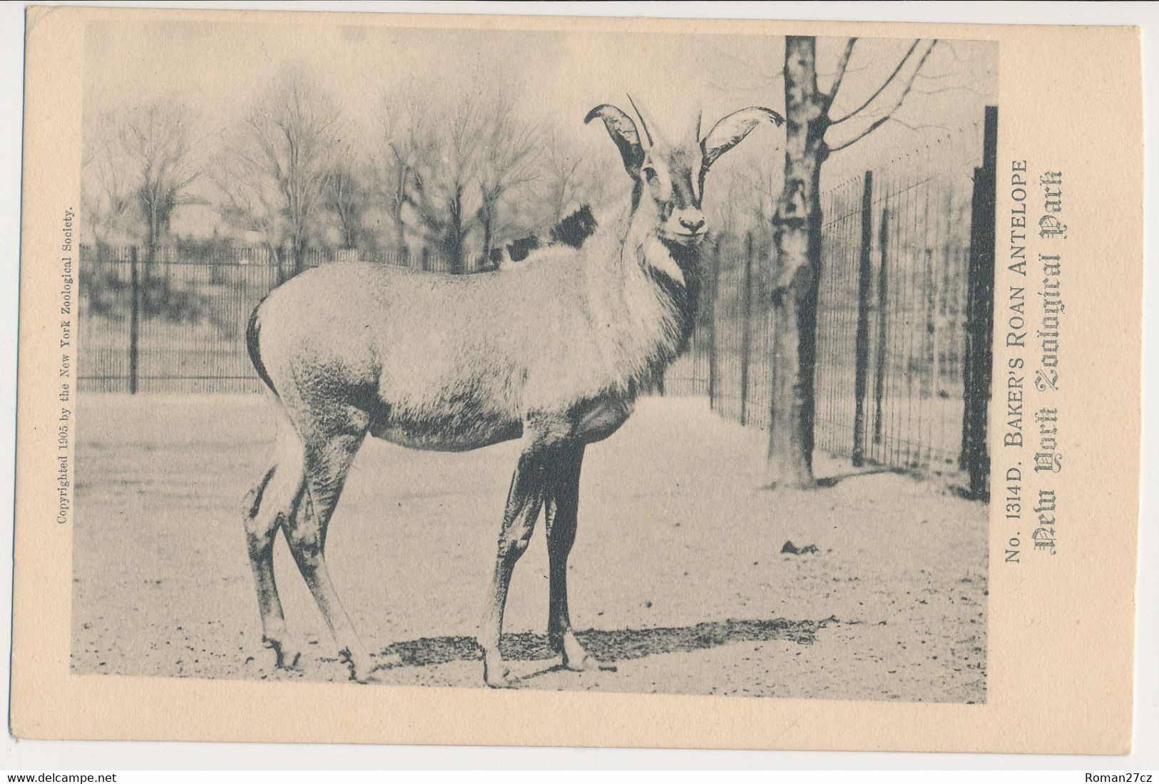 New York Bronx ZOO, USA - Roan Antelope - Bronx