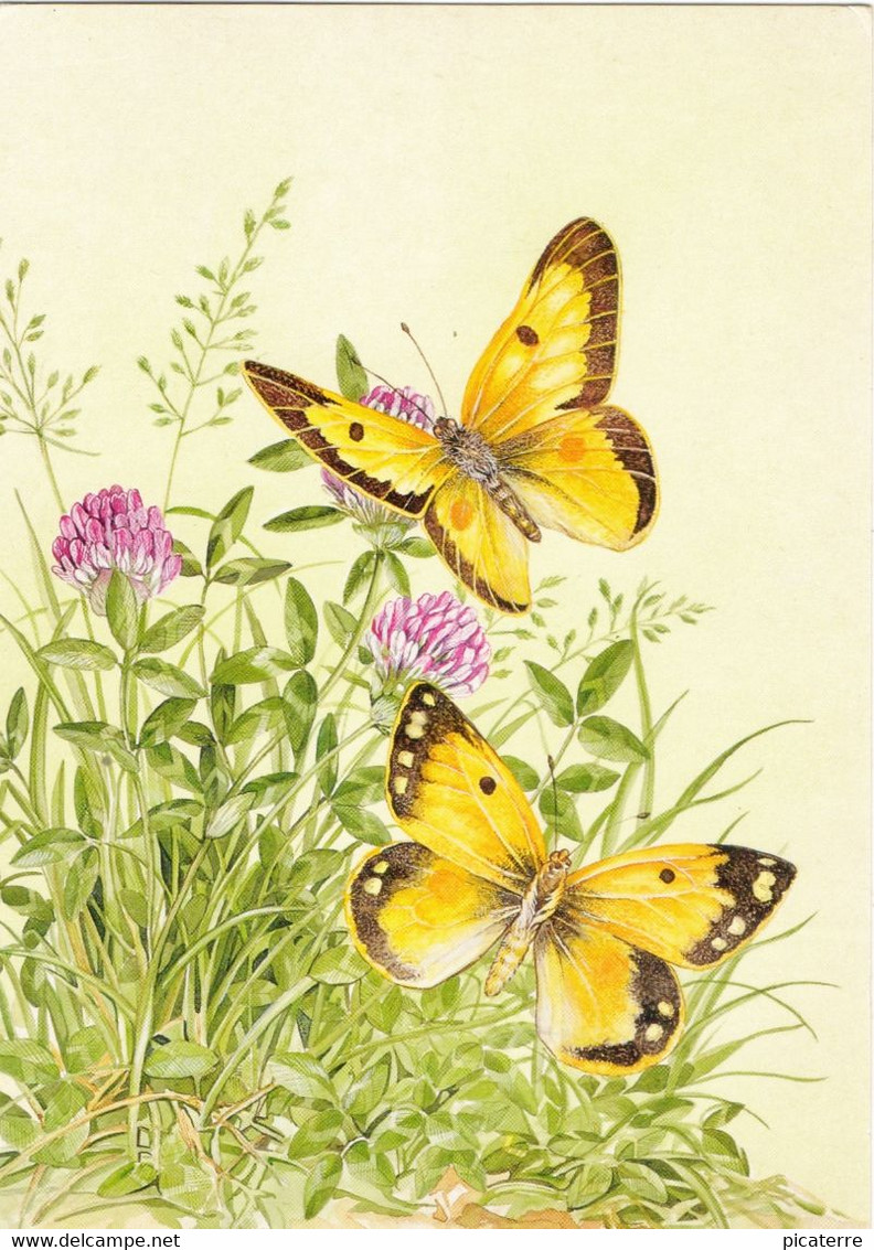 Butterflies -Colias Croceus, The Clouded Yellow And Red Clover, Trifoleum Pratense (1994 Guernsey Stamp-Card) - Mariposas