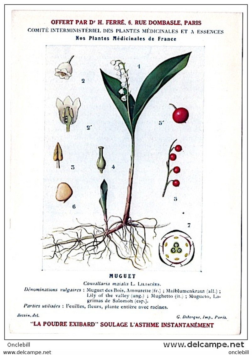 plantes médicinales 5 planches menyhante mercuriale morelle muguet neprun publicité exibard 1920 très bon état