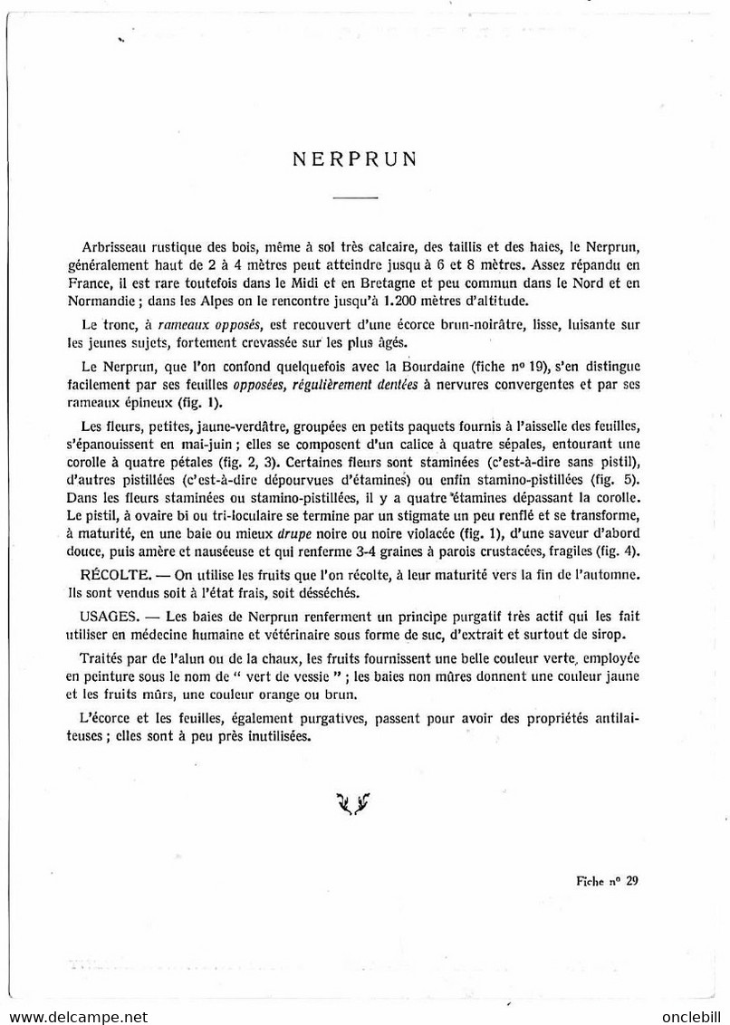 plantes médicinales 5 planches menyhante mercuriale morelle muguet neprun publicité exibard 1920 très bon état