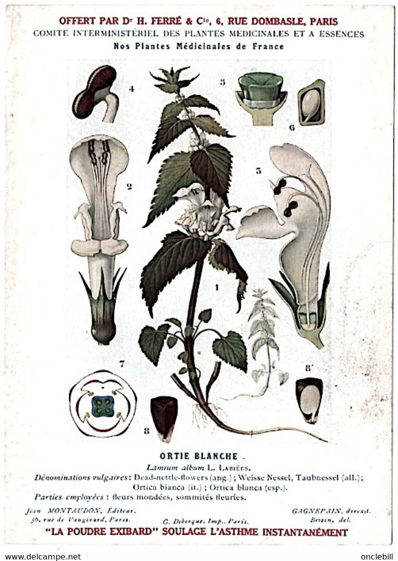 Plantes Médicinales 5 Planches Ortie Parietaire Pensée Chiendent Houx  Publicité Exibard 1920 Très Bon état - Heilpflanzen