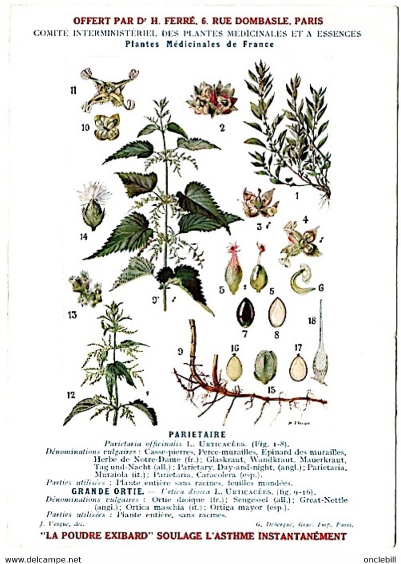 Plantes Médicinales 5 Planches Ortie Parietaire Pensée Chiendent Houx  Publicité Exibard 1920 Très Bon état - Geneeskrachtige Planten