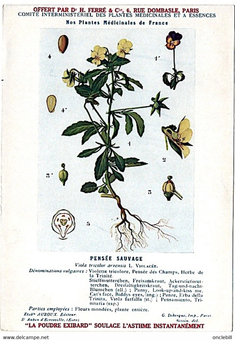 Plantes Médicinales 5 Planches Ortie Parietaire Pensée Chiendent Houx  Publicité Exibard 1920 Très Bon état - Plantas Medicinales