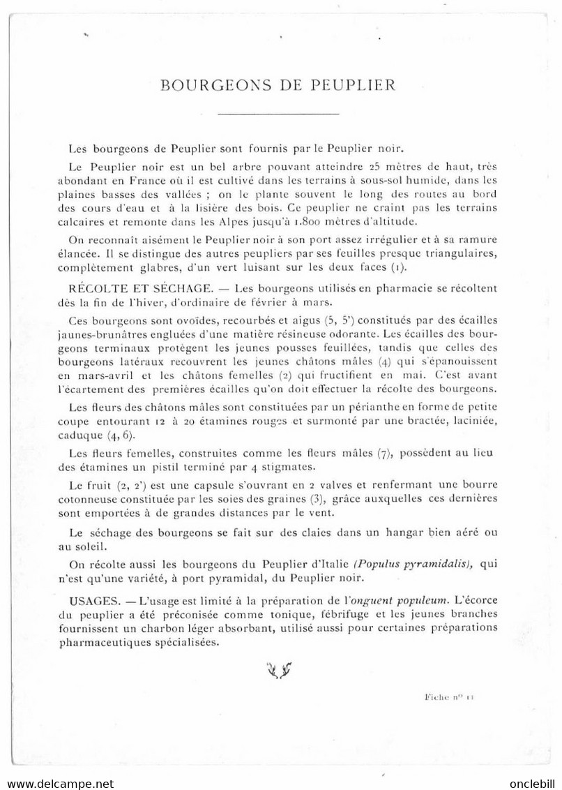 Plantes Médicinales 5 Planches Centaurée Peuplier Pied De Chat Ricin Romarin Publicité Exibard 1920 Très Bon état - Piante Medicinali