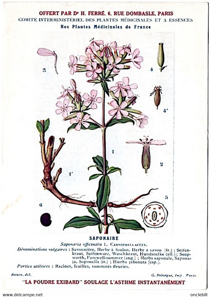 Plantes Médicinales 5 Planches Sabine Saponaire Sauge Scille Souci Publicité Exibard 1920 Très Bon état - Plantas Medicinales