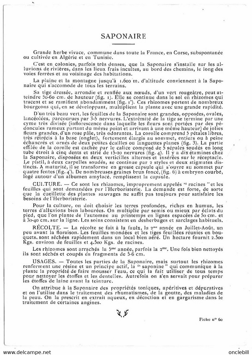 Plantes Médicinales 5 Planches Sabine Saponaire Sauge Scille Souci Publicité Exibard 1920 Très Bon état - Medicinal Plants